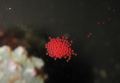 Isaurus tuberculatus