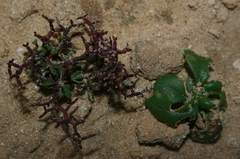 Limonium intricatum