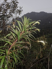 Siphocampylus lucidus