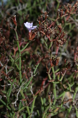 Limonium intricatum