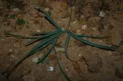 Pancratium maritimum