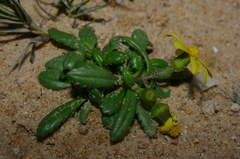 Senecio transiens