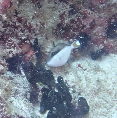 Sufflamen chrysopterum
