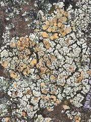 Rhizoplaca subdiscrepans