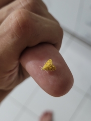 Pyraustini