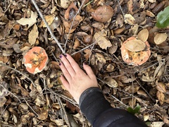 Russula cremoricolor