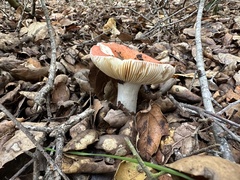 Russula cremoricolor