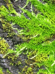 Homalothecium nuttallii