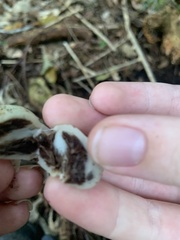 Psilocybe weraroa