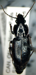 Pterostichus pensylvanicus