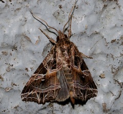 Callopistria aethiops