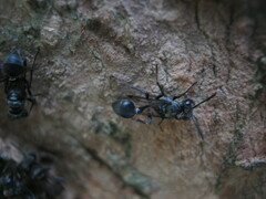 Metapolybia