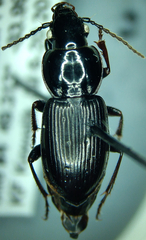Pterostichus pensylvanicus