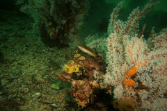 Austrolabrus maculatus