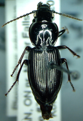 Pterostichus pensylvanicus