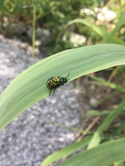 Calligrapha mexicana