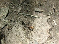 Eciton burchellii parvispinum