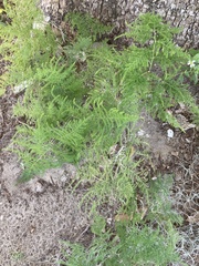 Asparagus setaceus