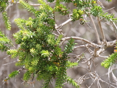 Melaleuca densa