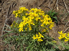 Barkleyanthus salicifolius