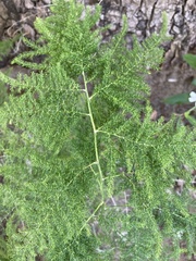 Asparagus setaceus