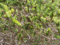 Melaleuca densa