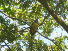 Trogon