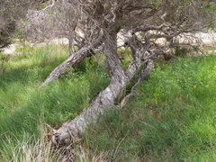 Melaleuca densa