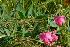 Lathyrus tuberosus