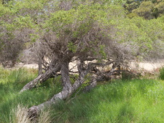 Melaleuca densa