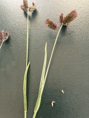 Eleusine tristachya