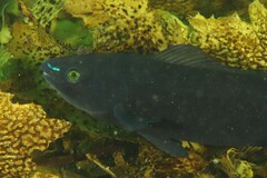 Olisthops cyanomelas