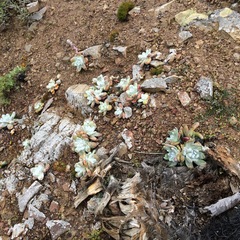 Dudleya pachyphytum