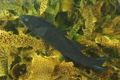 Olisthops cyanomelas