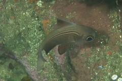 Pempheris multiradiata