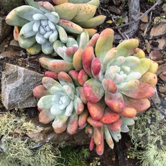Dudleya pachyphytum