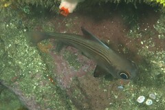 Pempheris multiradiata