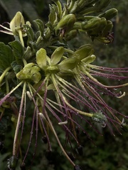 Cleome anomala