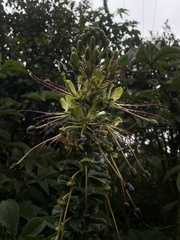 Cleome anomala