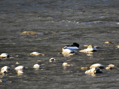 Mergus merganser merganser