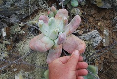 Dudleya pachyphytum
