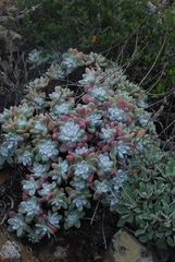 Dudleya pachyphytum