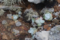 Dudleya pachyphytum