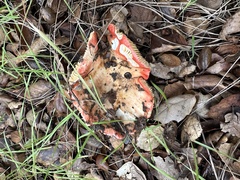 Russula cremoricolor