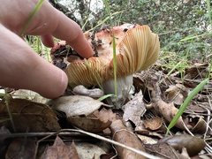 Russula cremoricolor