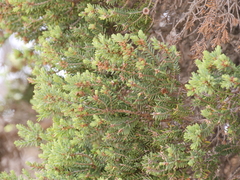Melaleuca cuticularis