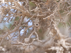 Melaleuca cuticularis