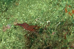 Rhynchocinetes serratus