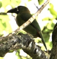 Aulacorhynchus prasinus