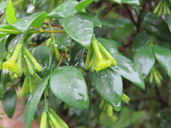 Wikstroemia nutans